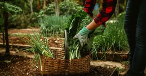 Allotment gardener harvesting vegetables in Wakefield, Yorkshire