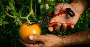 Harvesting tomatoes in a UK allotment garden