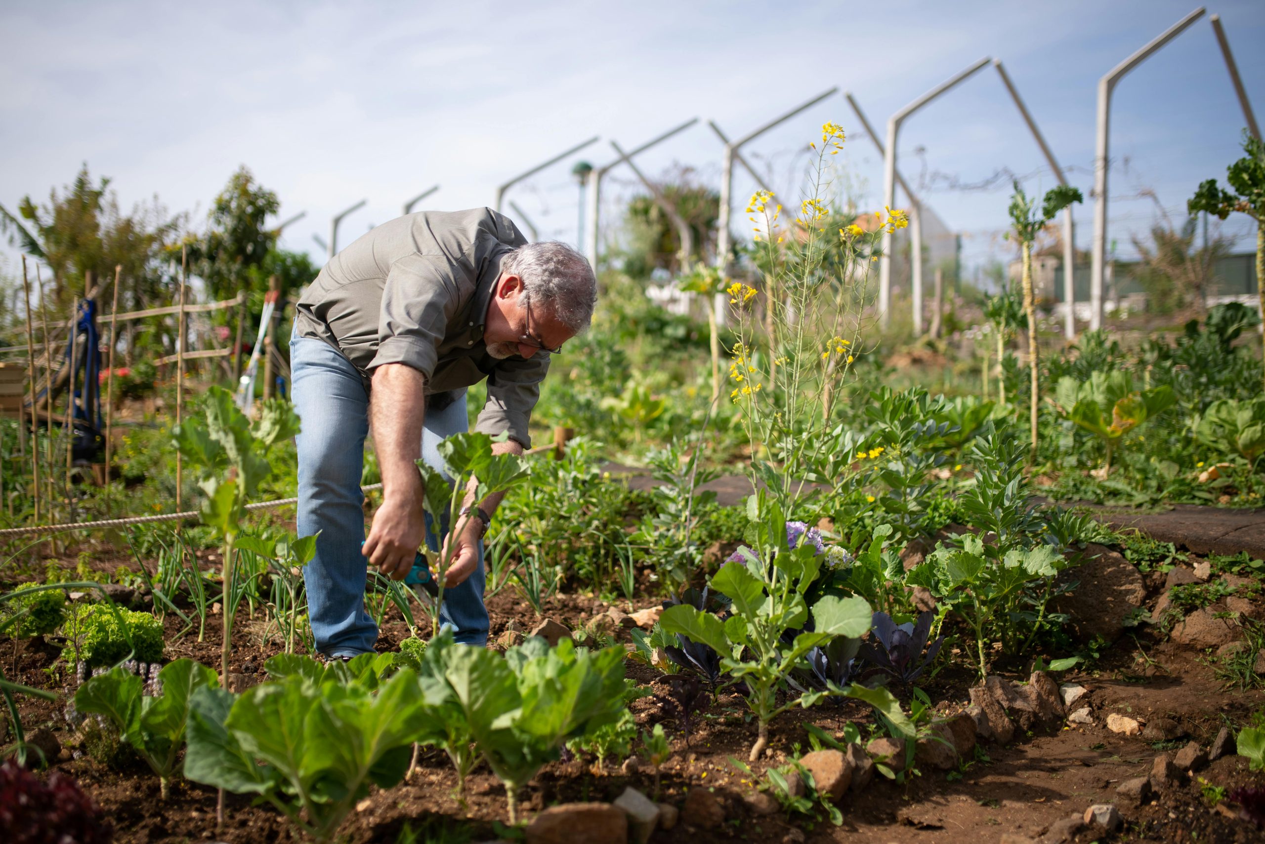 Gardener tending vegetables on a UK allotment in July