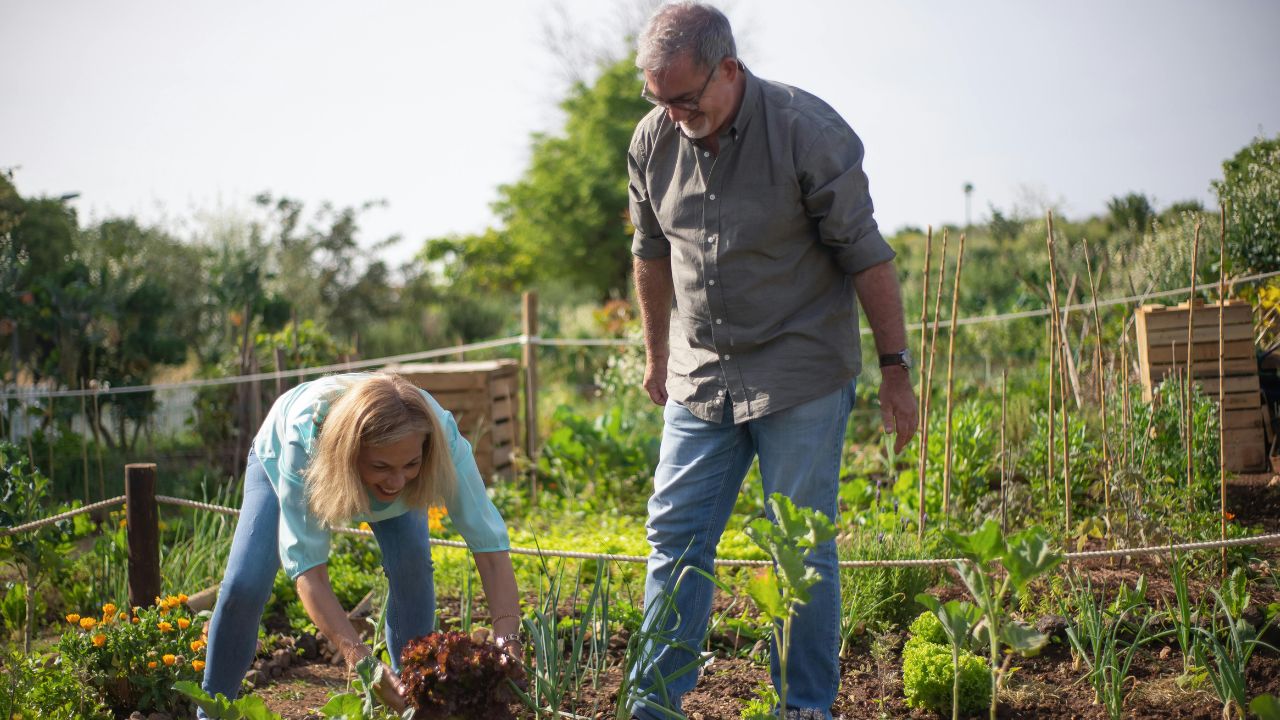 Gardener planting vegetables on a UK allotment in June