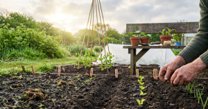 Hands sowing seeds in dark soil on a UK allotment in May with labelled seedlings for beetroot, carrots, radish, lettuce and spring onions, bamboo cane supports and terracotta pots in the background